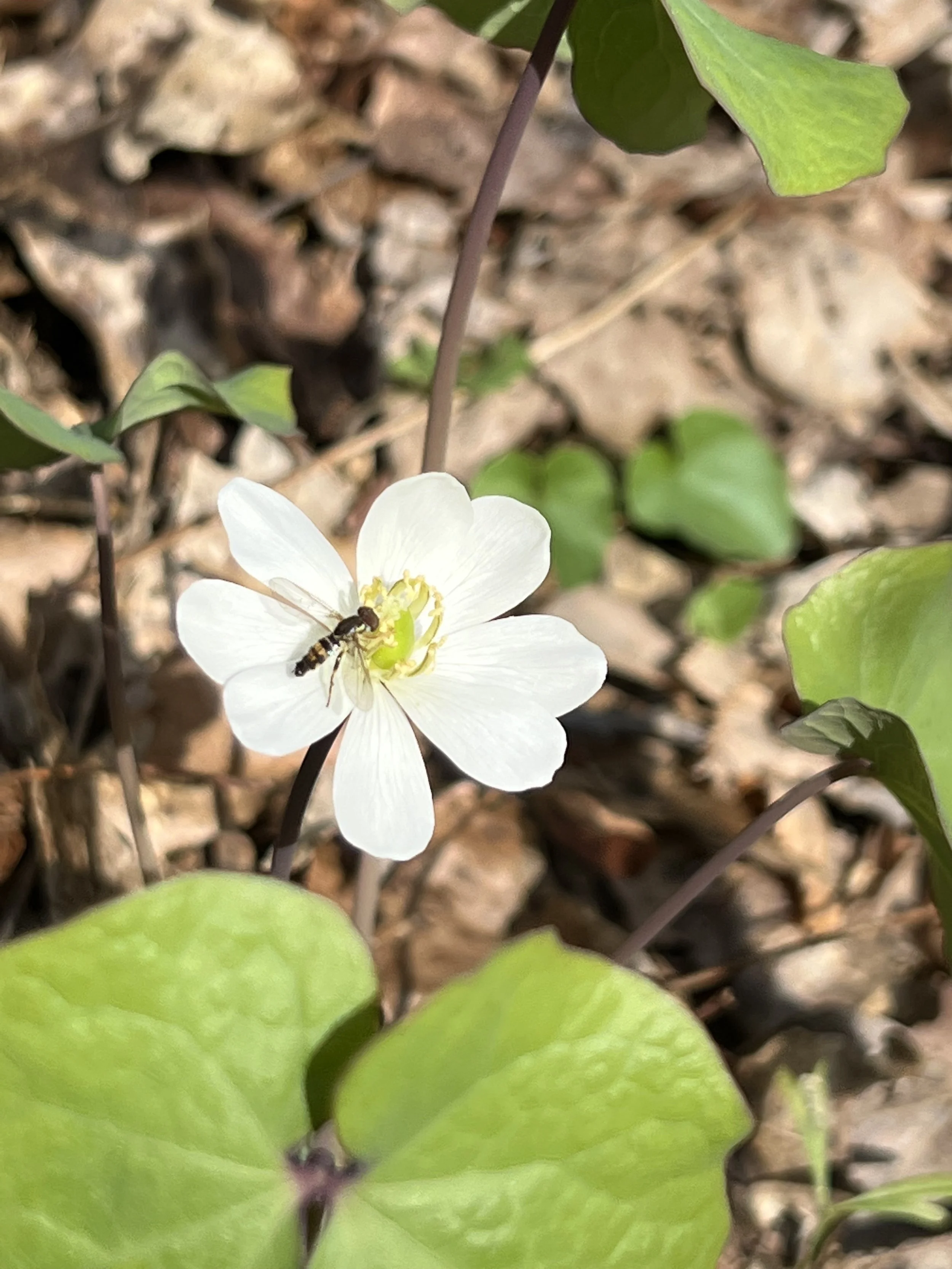 Twinleaf (Jeffersonia diphylla) — Wild Ginger Woodlands